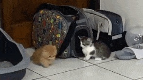 星空综合_马王、杰洛特、乔尔首次同框出现 举杯共祝新年快乐(图1) 星空·综合体育