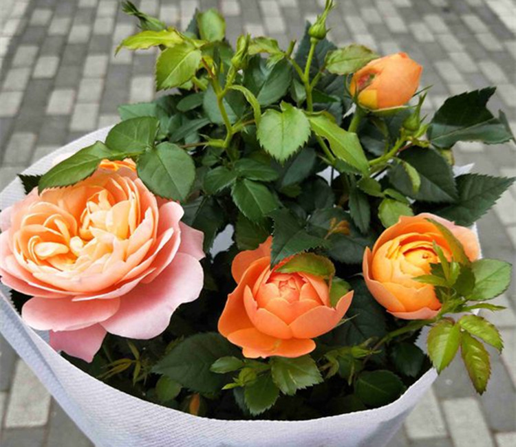 星空·综合体育