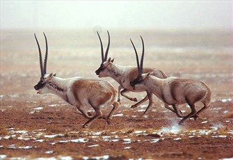 星空综合-Gematsu爆料 最终幻想15将于9月30日上市(图4) 星空综合