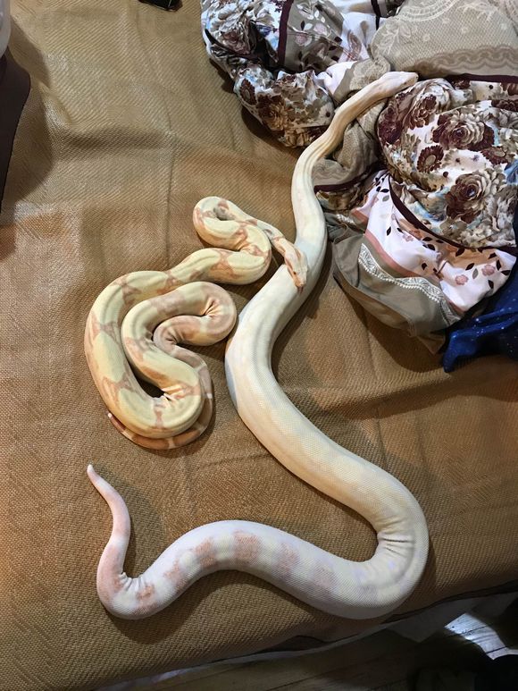 星空综合:HB商店限时免费领取生存冒险游戏《洪潮之焰》(图2) 星空·综合体育