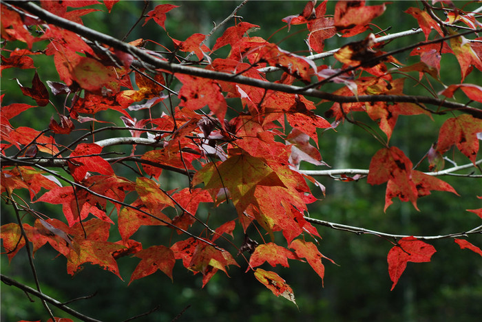 星空综合-《全面战争:战锤2》首个领主扩展包5月31日推出(图2) 星空·综合体育
